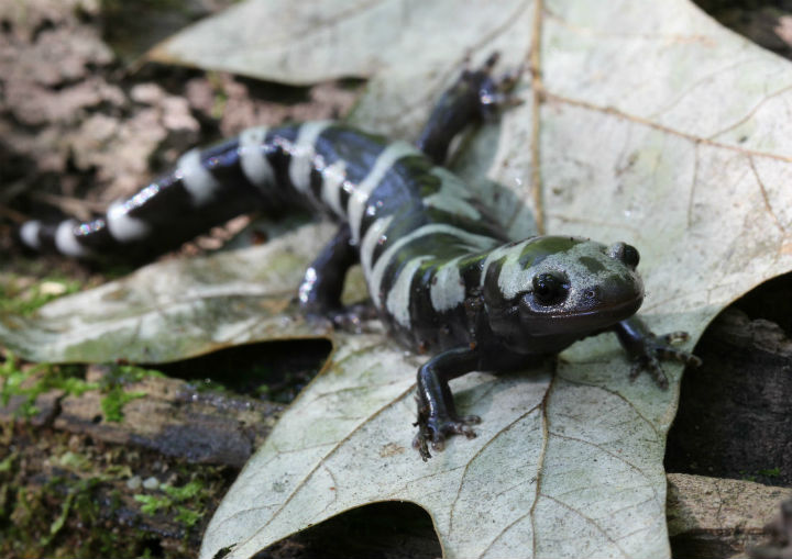 Marbled Salamander